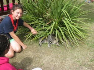 In the bush . A Manx cat ?