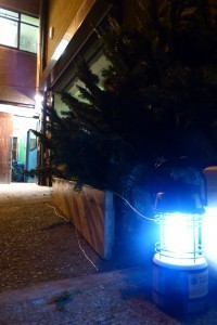 Christmas Trees 2013 1