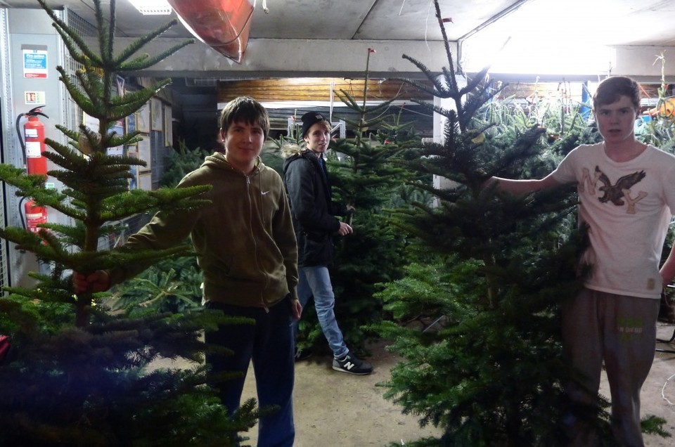 Christmas Trees 2013 2