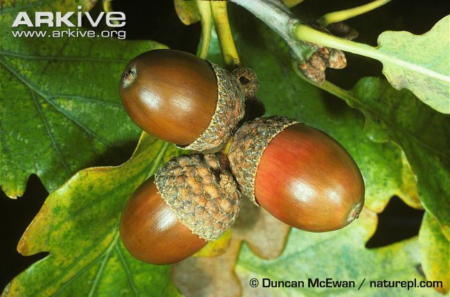 Sessile-oak-acorns