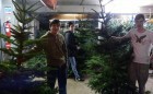 Christmas Trees 2013 2